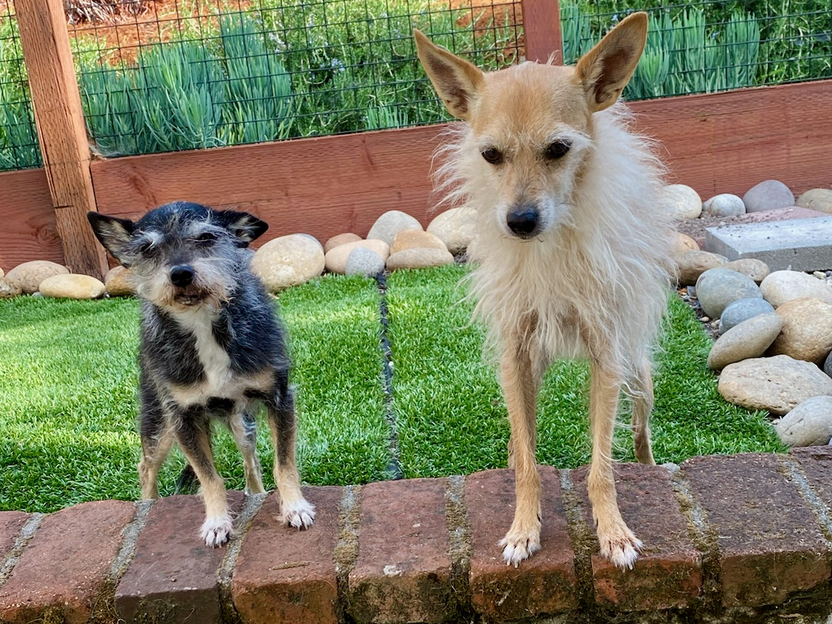 Coco and Buddy